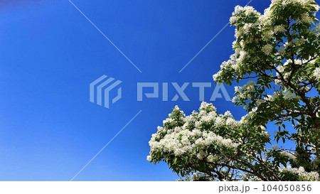 ヒトツバタゴ（ナンジャモンジャ）の花と空 104050856