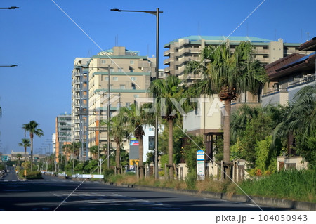 浦安のヤシの木の風景 104050943
