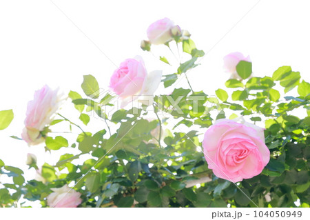 愛と情熱の花、綺麗なバラ 104050949