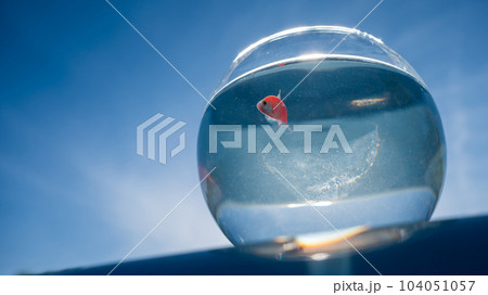 A goldfish swims in a round aquarium against a blue sky. A goldfish swims in a round aquarium against a blue sky. 104051057