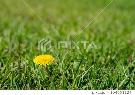 芝生に生えたタンポポ 芝生に生えたタンポポ 104051124