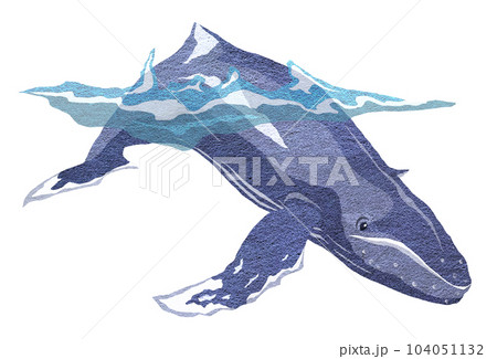 ゆったりとしたクジラのイラスト ゆったりとしたクジラのイラスト 104051132