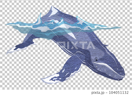 一隻放鬆的鯨魚的插圖 104051132