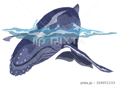 海の大型生物クジラのイラスト 104051133