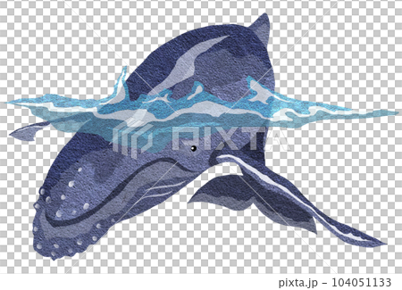 海の大型生物クジラのイラスト 104051133