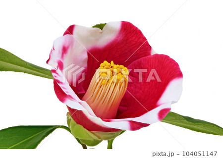 【椿】 (深度合成) 104051147