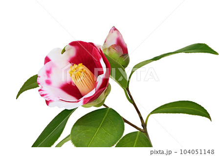 【椿】 (深度合成) 【椿】 (深度合成) 104051148