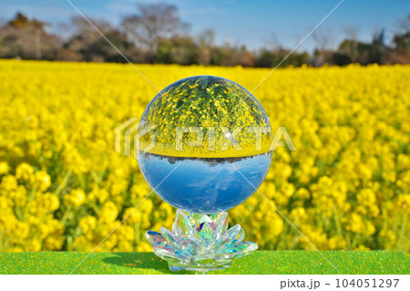 【渥美半島 菜の花まつり (水晶玉)】 愛知県田原市堀切町浜薮 104051297