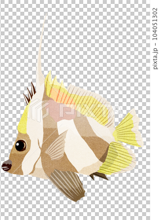 Illustration of grouper Illustration of grouper 104051302