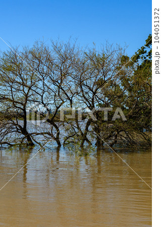 令和元年東日本台風・水没した道満グリーンパーク（埼玉県戸田市） 104051372