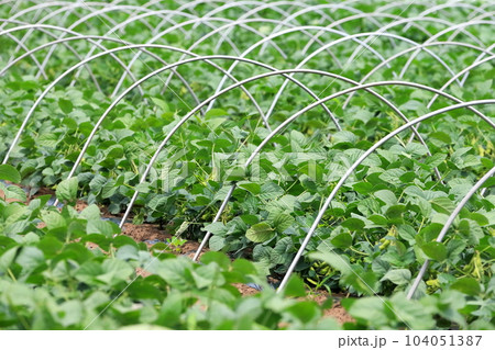 枝豆畑（千葉県野田市） 104051387