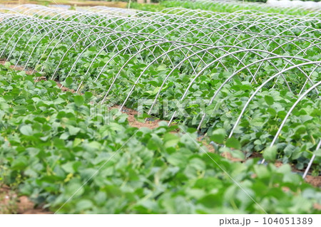 枝豆畑(千葉県野田市) 枝豆畑(千葉県野田市) 104051389