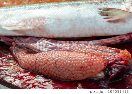 鮭を捌いてイクラの調理 鮭を捌いてイクラの調理 104051418