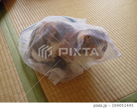 通院のためネットに入れられた猫 104051445