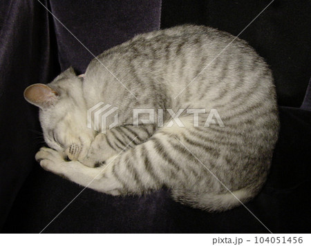 ニャンモナイト 104051456