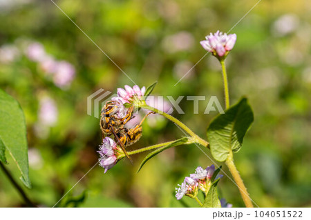 ミゾソバの花とスズメバチと ミゾソバの花とスズメバチと 104051522