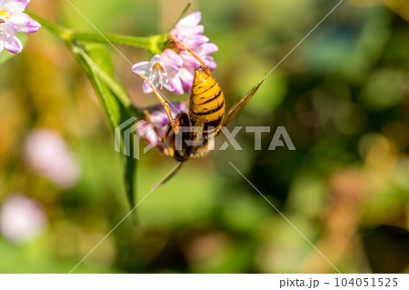 ミゾソバの花とスズメバチと ミゾソバの花とスズメバチと 104051525