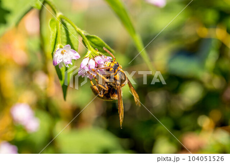 ミゾソバの花とスズメバチと ミゾソバの花とスズメバチと 104051526