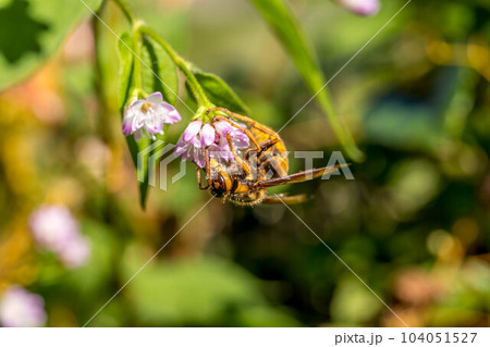 ミゾソバの花とスズメバチと ミゾソバの花とスズメバチと 104051527