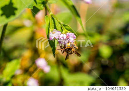 ミゾソバの花とスズメバチと ミゾソバの花とスズメバチと 104051529