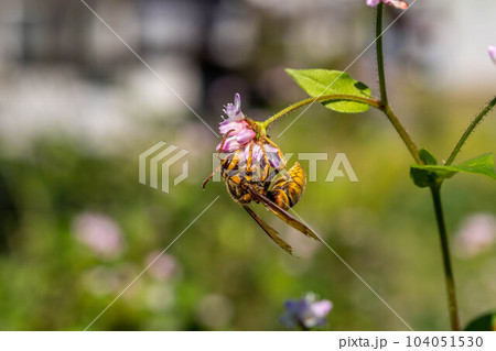 ミゾソバの花とスズメバチと ミゾソバの花とスズメバチと 104051530