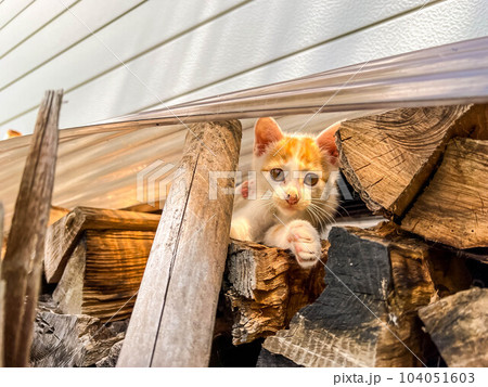 積んだ薪の上でくつろぐ子猫~くう~ 積んだ薪の上でくつろぐ子猫~くう~ 104051603