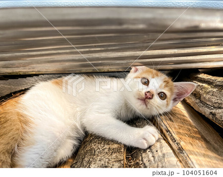積んだ薪の上でくつろぐ子猫~くう~ 積んだ薪の上でくつろぐ子猫~くう~ 104051604