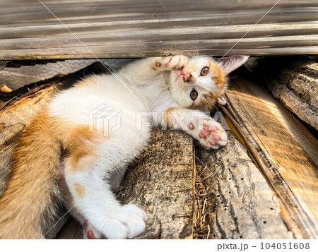 積んだ薪の上でくつろぐ子猫~くう~ 積んだ薪の上でくつろぐ子猫~くう~ 104051608