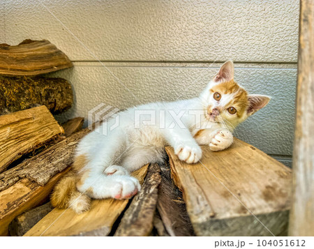 積んだ薪の上でくつろぐ子猫~くう~ 積んだ薪の上でくつろぐ子猫~くう~ 104051612