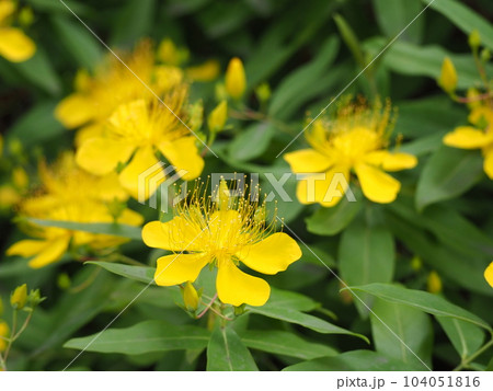 ビョウヤナギ 104051816