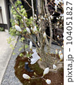 庭に咲く桜のつぼみ 104051827