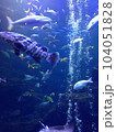 お魚のお遊戯会 104051828