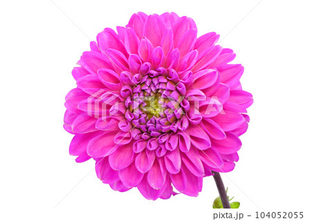 【ダリア】 (深度合成) 【ダリア】 (深度合成) 104052055