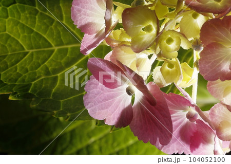紫陽花 104052100