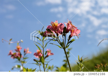 ピンクのカサブランカ ピンクのカサブランカ 104052166