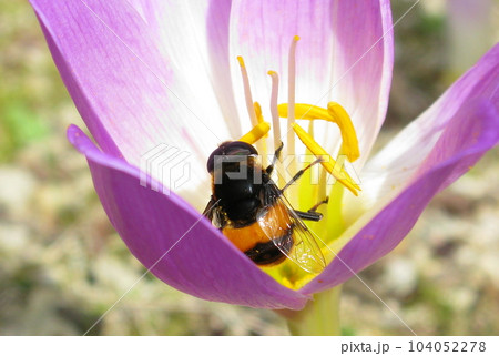 イヌサフランの花にとまっている、オオハナアブ イヌサフランの花にとまっている、オオハナアブ 104052278