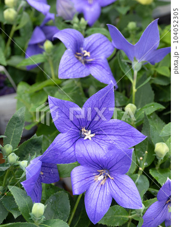 キキョウの花 キキョウの花 104052305