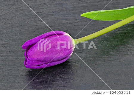 【チューリップ】 (深度合成) 【チューリップ】 (深度合成) 104052311