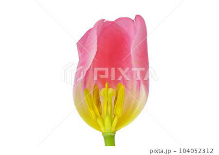 【チューリップ】 (深度合成) 【チューリップ】 (深度合成) 104052312