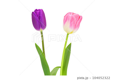 【チューリップ】 (深度合成) 104052322