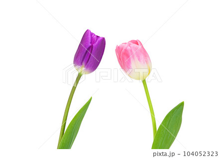 【チューリップ】 (深度合成) 104052323