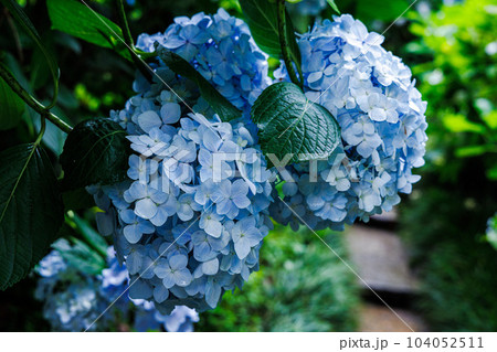 雨の矢田寺　雨に濡れてしっとりと光る小径とライトブルーのあじさい 104052511