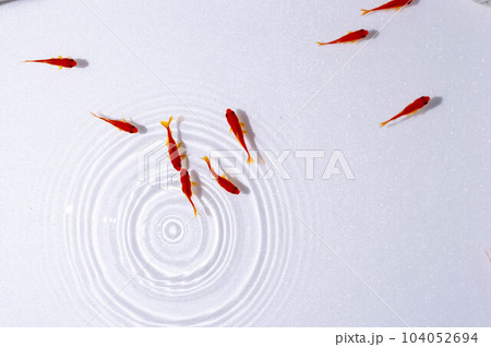 上から見た金魚 104052694