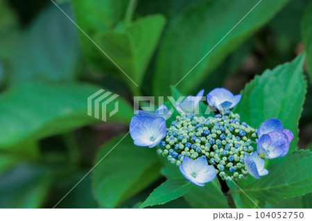 梅雨空に色鮮やかに咲き誇る紫陽花の花たち 梅雨空に色鮮やかに咲き誇る紫陽花の花たち 104052750