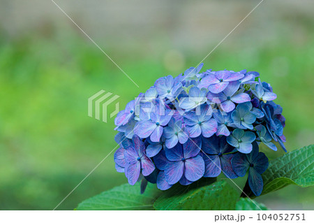 梅雨空に色鮮やかに咲き誇る紫陽花の花たち 104052751