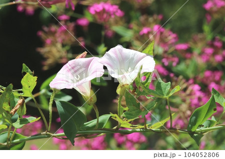 初夏の日差しを浴びて嬉しそうに咲くコヒルガオ（小昼顔） 104052806