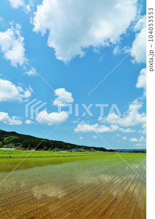 秋田県　青空と白い雲の水田風景 104053553