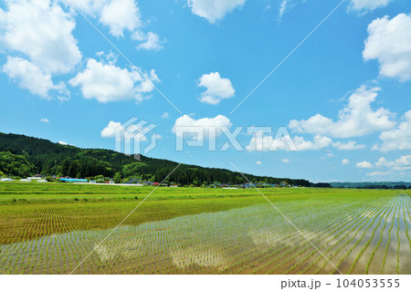 秋田県　青空と白い雲の水田風景 104053555