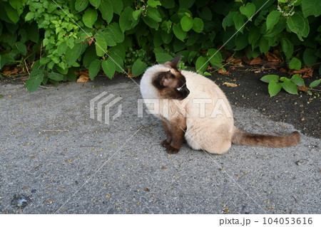道端でお座りするシャム猫 道端でお座りするシャム猫 104053616