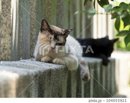 石垣の上で眠る猫 石垣の上で眠る猫 104053921